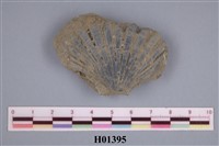 藏品(海扇)的圖片